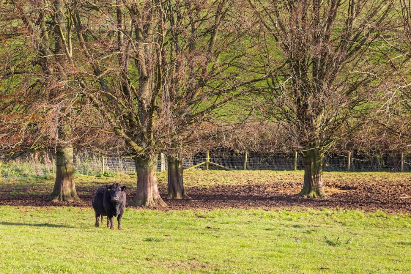 The Retreat, Sauna & Hot Tub, Charming & Cosy Gem Blandford Forum Exteriér fotografie